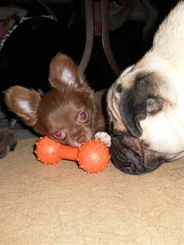 Chihuahua Anakin billede 6