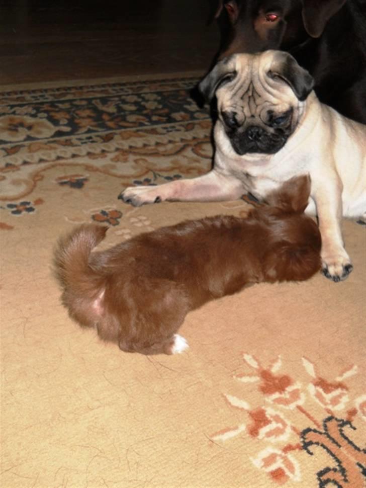 Chihuahua Anakin billede 7