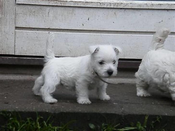 West highland white terrier Bellis - Bellis udendørs 1. gang :-) billede 16