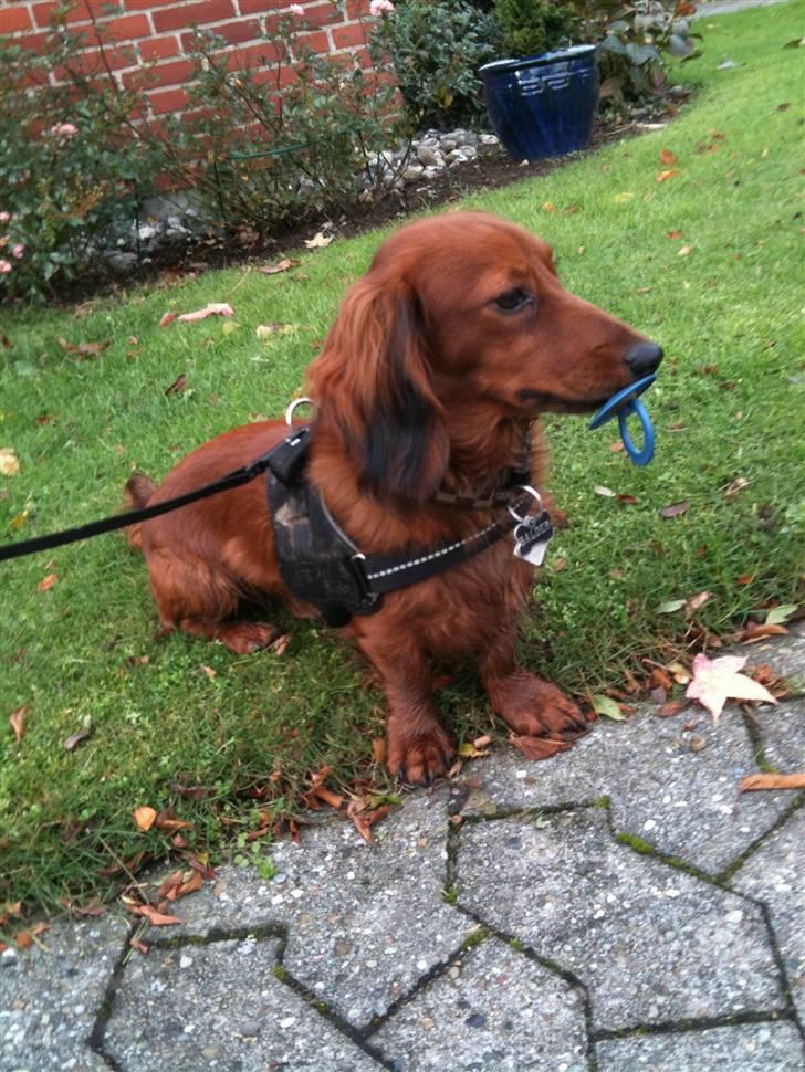 Dværggravhund Balder - ja han fandt en sut på fortorvet :) billede 1