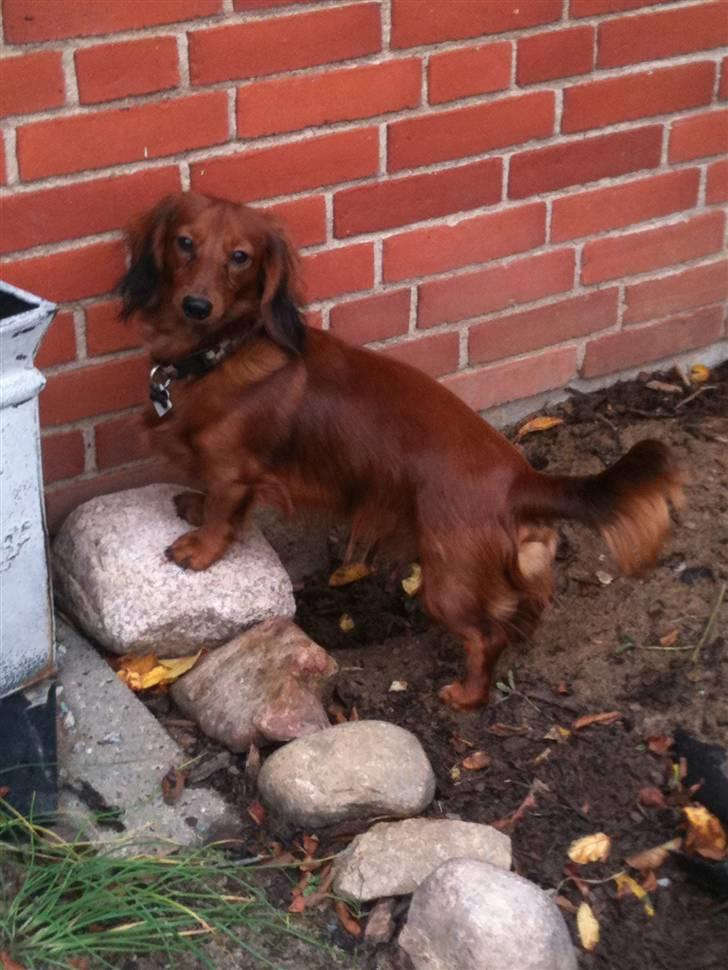 Dværggravhund Balder billede 4