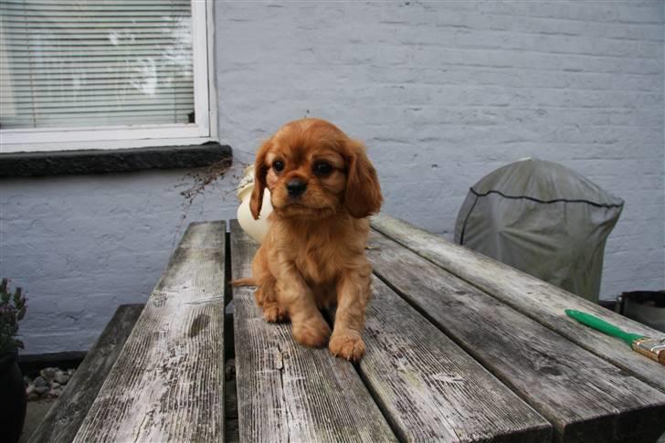 Cavalier king charles spaniel Bonnie - 7 uger gammel og vil bare ikke sidde stille... billede 2