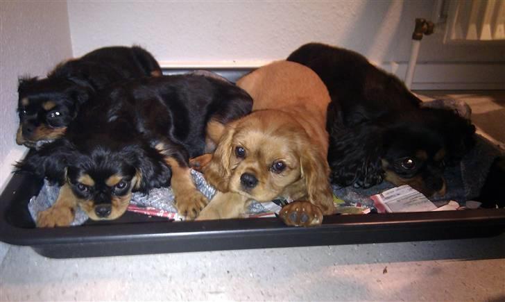 Cavalier king charles spaniel Bonnie - Her er Bonnie sammen med hendes mor og 2 andre søstre 11 uger gammel inden de rejste hjemmefra  billede 3