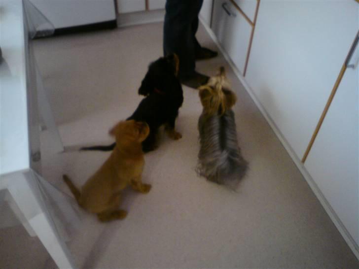 Cavalier king charles spaniel Bonnie - Her er vi på besøg hos Bonita en Australsk Silketerrie - vi kan altså godt sidde pænt når der er godbidder i farevandet *gg* 14 uger gammel billede 4