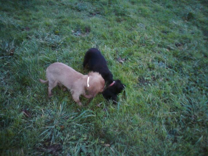 Cavalier king charles spaniel Bonnie - 15 uger. Det er lidt underligt når græsset er stift og hvidt. Læg mærke til hun er næsten lige så høj og lang som hendes mor :) billede 5