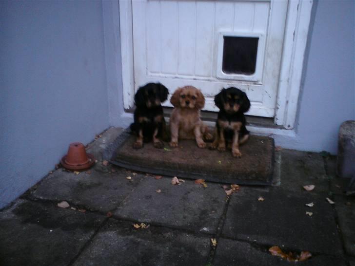 Cavalier king charles spaniel Bonnie - 18.10.2010 3 skønne tøzer lige inden Sally og Bella flyttede hjemmefra. 11 uger gamle billede 6