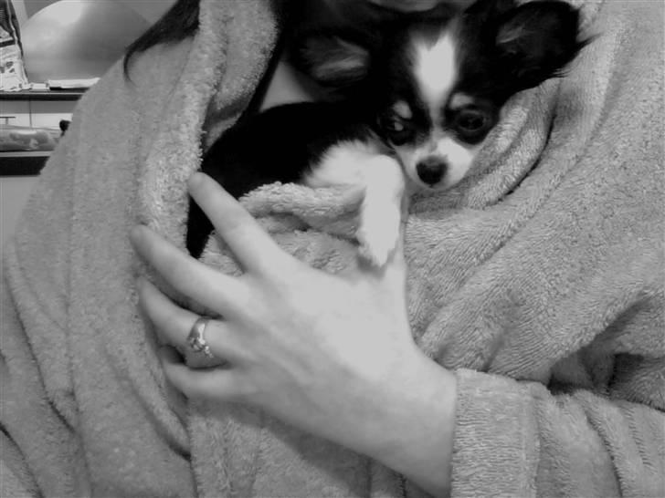 Chihuahua Coco Casanova - ihh mor, hvorfor skal der tages billeder nu ... Jeg er træt .. ZzZzZ billede 15