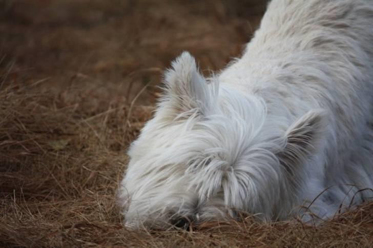West highland white terrier Rosa - 14) Rosa det leger i vores have. (vi havde lige lagt rør ned, derfor ser haven sådan ud) billede 14