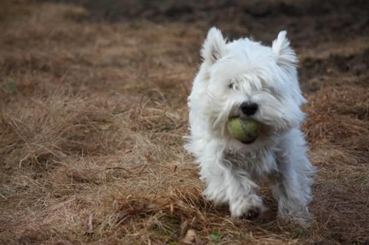 West highland white terrier Rosa - 15) spiller bold i haven:) billede 15