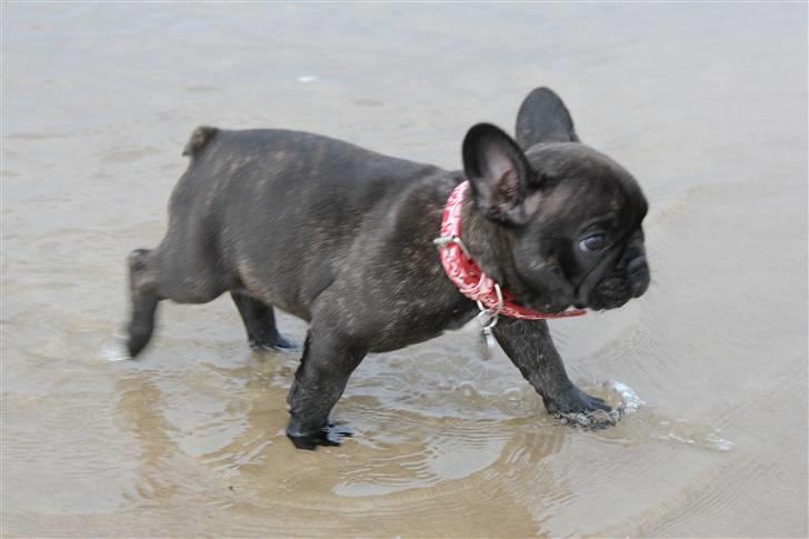 Fransk bulldog LouLou - Min søde smukke lille LouLou på stranden :D billede 2
