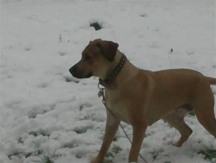 Blanding af racer Kahloua billede 10