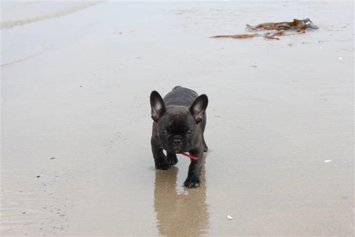 Fransk bulldog LouLou - Den nød meget at komme til stranden første gang:) billede 6