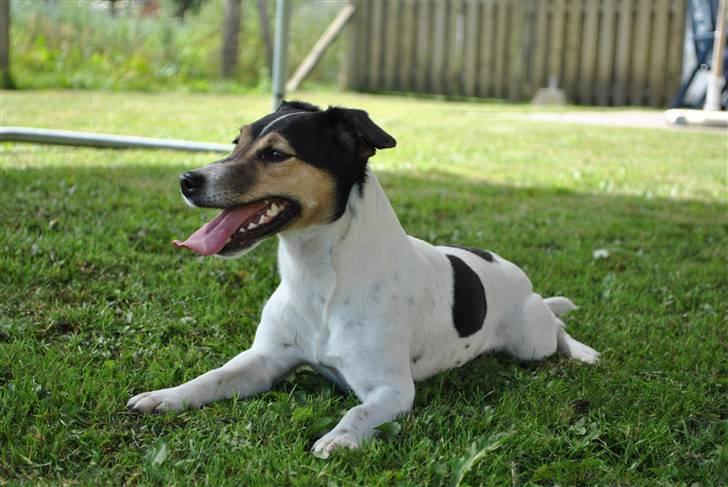 Jack russell terrier BELLA billede 2