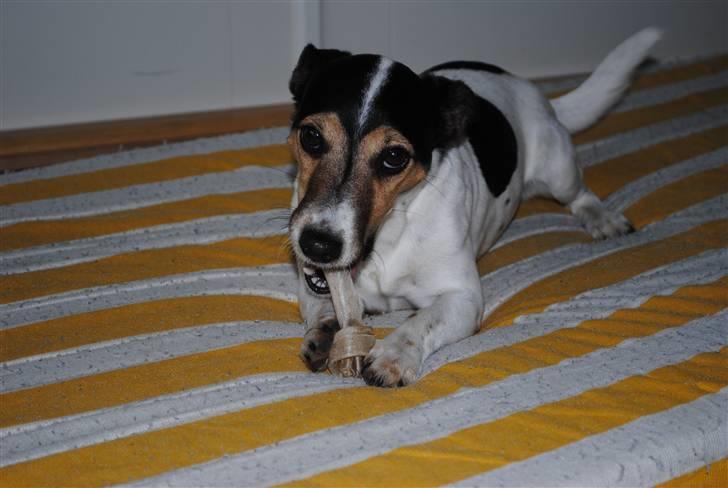 Jack russell terrier BELLA billede 3
