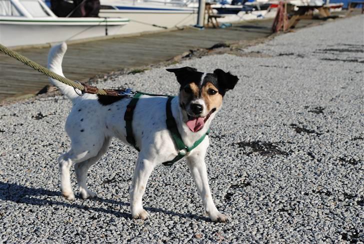 Jack russell terrier BELLA billede 4