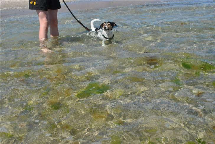 Jack russell terrier BELLA billede 5