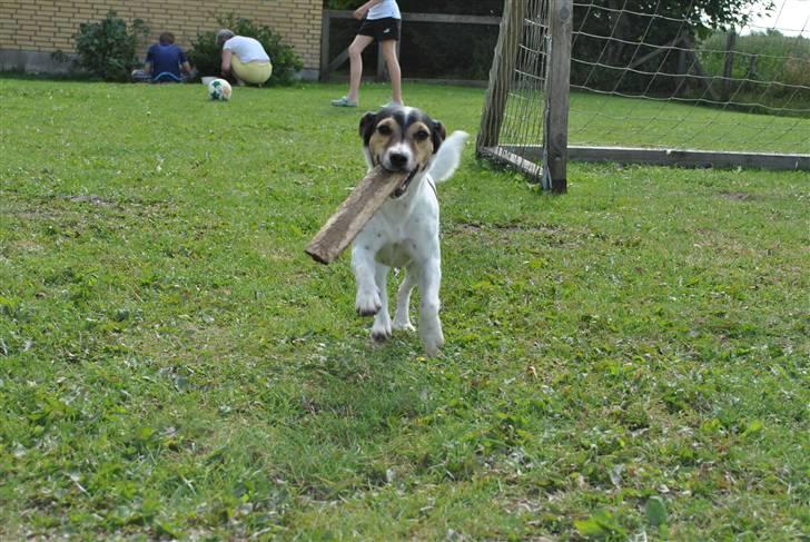 Jack russell terrier BELLA - Sidste sommer med min skat. billede 6
