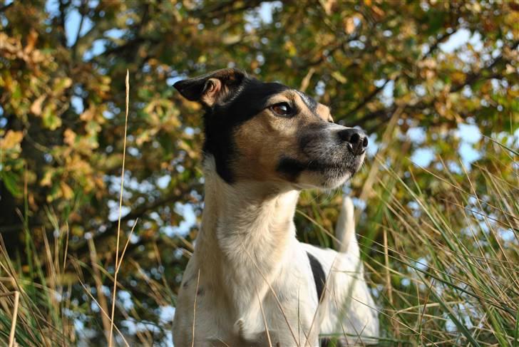 Jack russell terrier BELLA billede 7