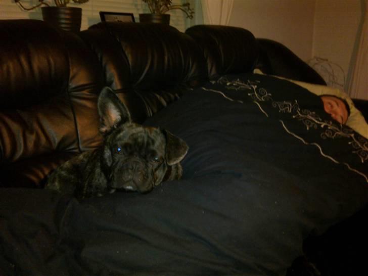 Blanding af racer Victoria  R.I.P - Passer god på far når han er syg billede 2