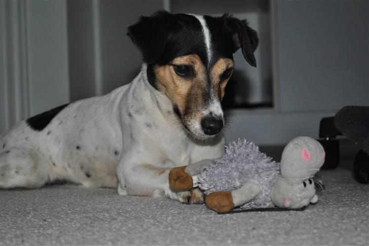 Jack russell terrier BELLA - Skøn du er, Bella! billede 8