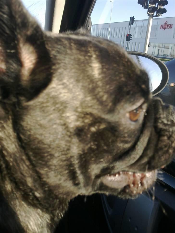 Blanding af racer Victoria  R.I.P billede 3