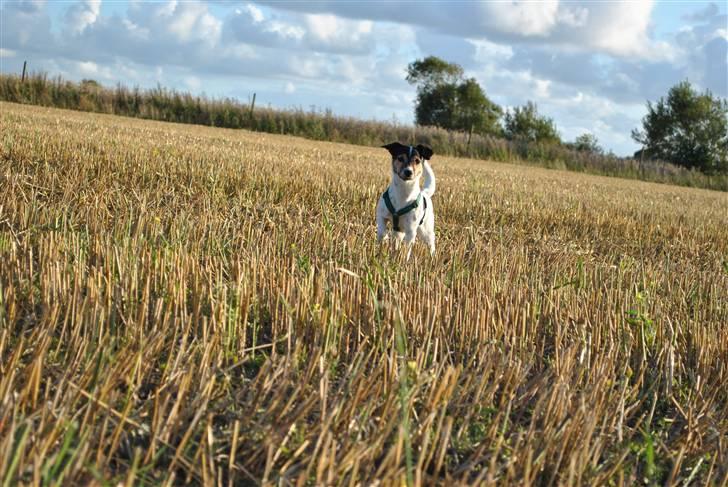 Jack russell terrier BELLA billede 9