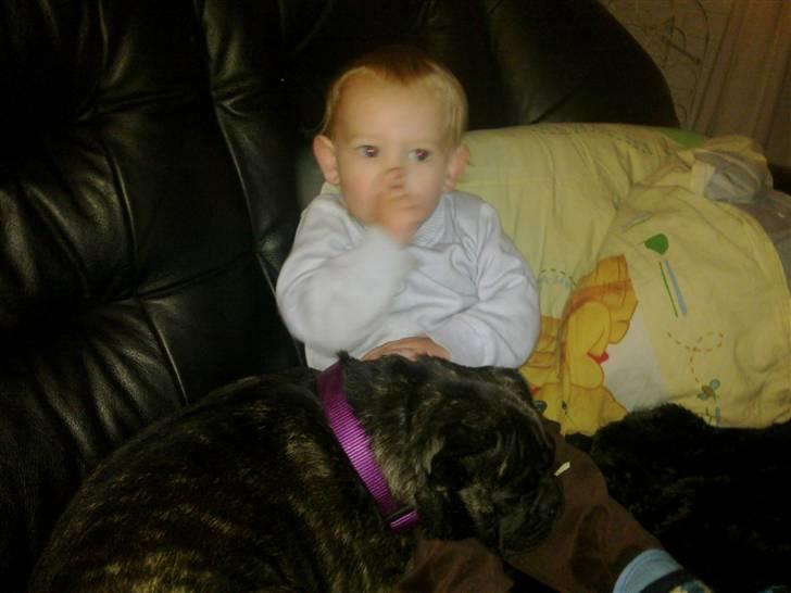 Blanding af racer Victoria  R.I.P - Så er der sofa hygge:) billede 4