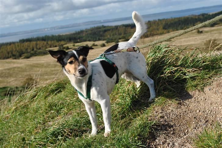 Jack russell terrier BELLA billede 10