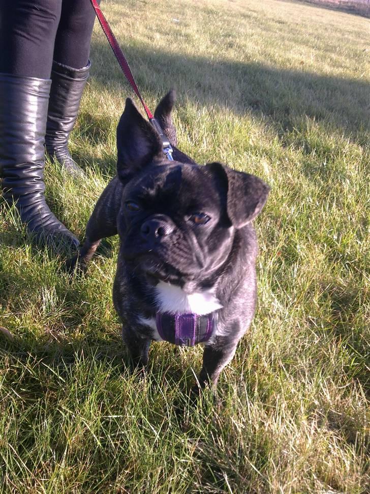 Blanding af racer Victoria  R.I.P - Halløj der ude:) billede 5