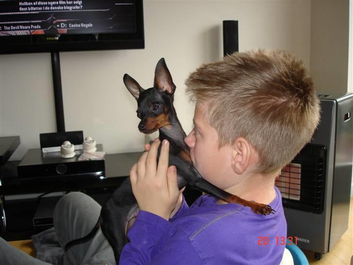 Prazsky krysarik Mickey billede 6