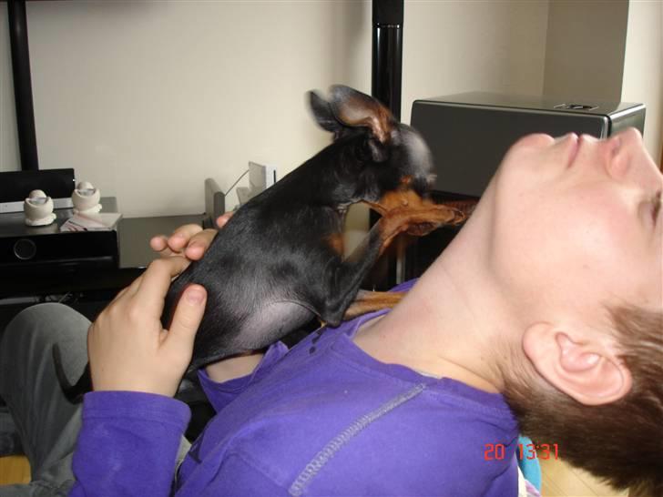 Prazsky krysarik Mickey billede 7