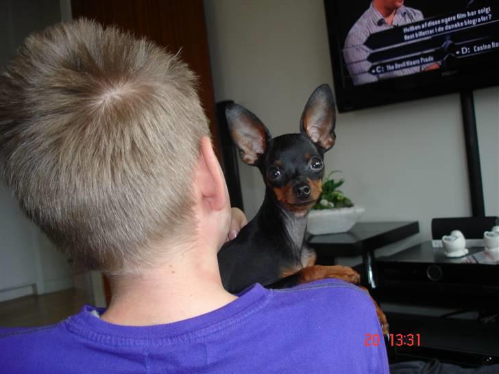 Prazsky krysarik Mickey billede 8