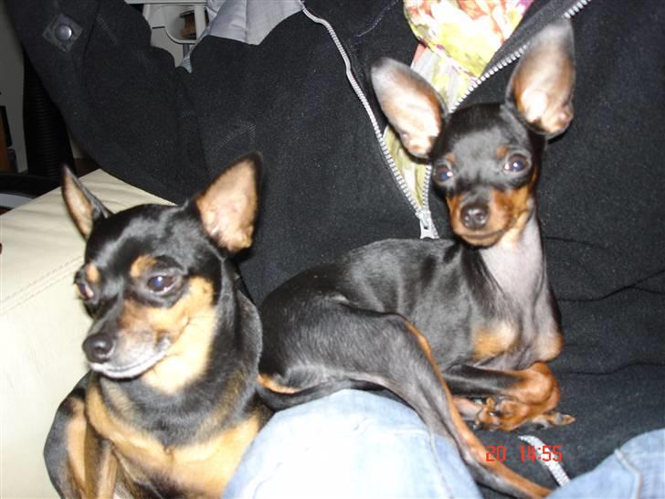 Prazsky krysarik Mickey billede 9