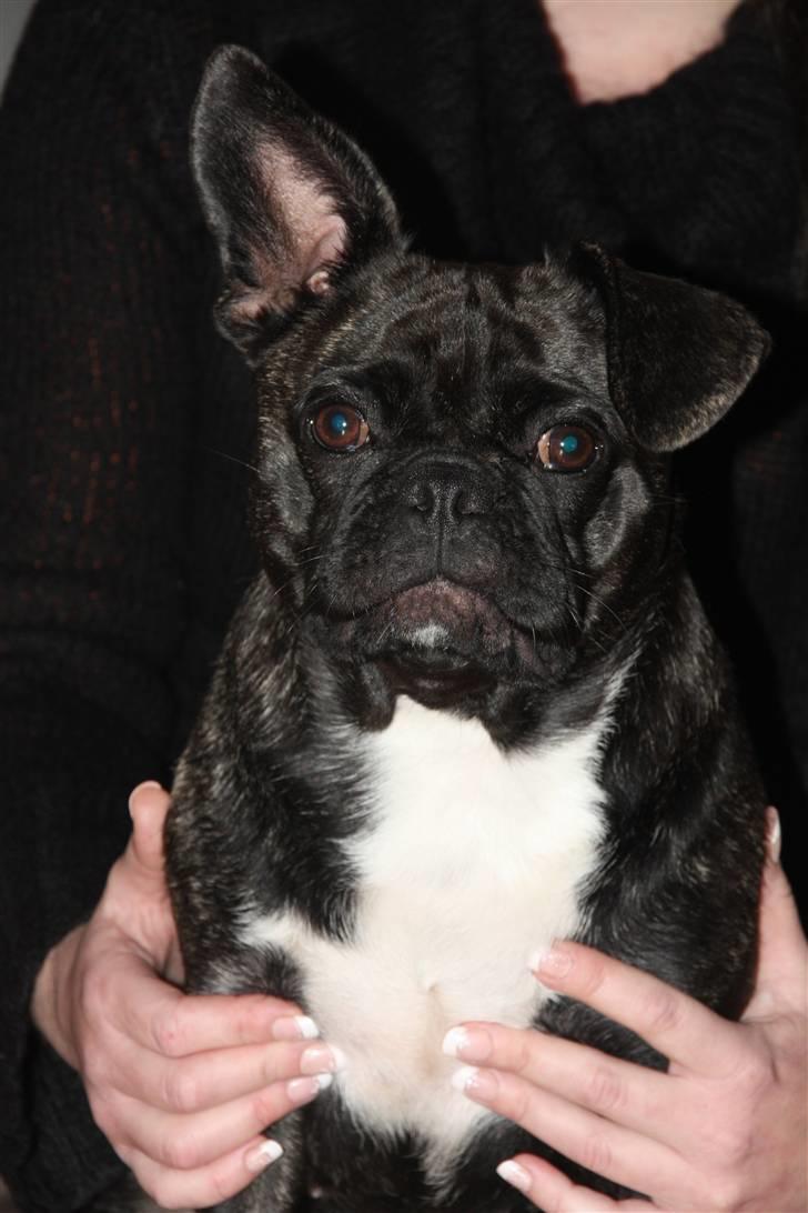 Blanding af racer Victoria  R.I.P - Jeg er da sød:) billede 6