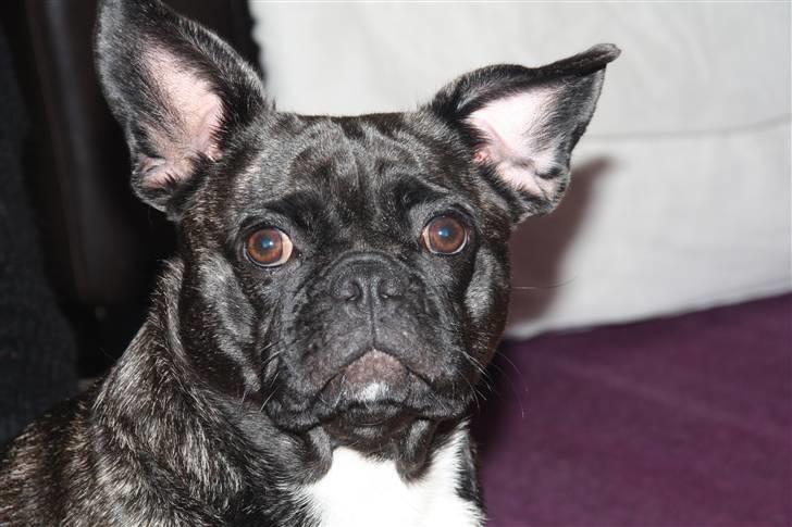 Blanding af racer Victoria  R.I.P billede 8