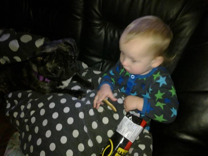 Blanding af racer Victoria  R.I.P - Orrr den ser god ud den kiks han har:) billede 9