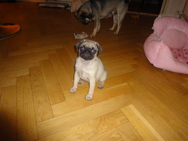 Mops Asti billede 6