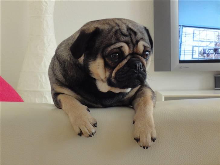 Blanding af racer baloo billede 7