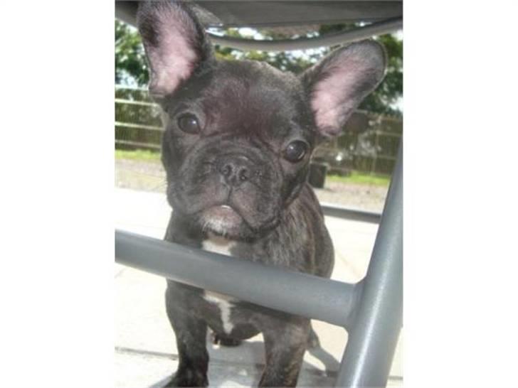Fransk bulldog Emma billede 1