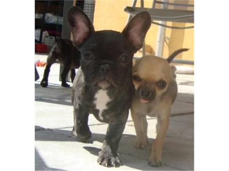 Fransk bulldog Emma billede 2