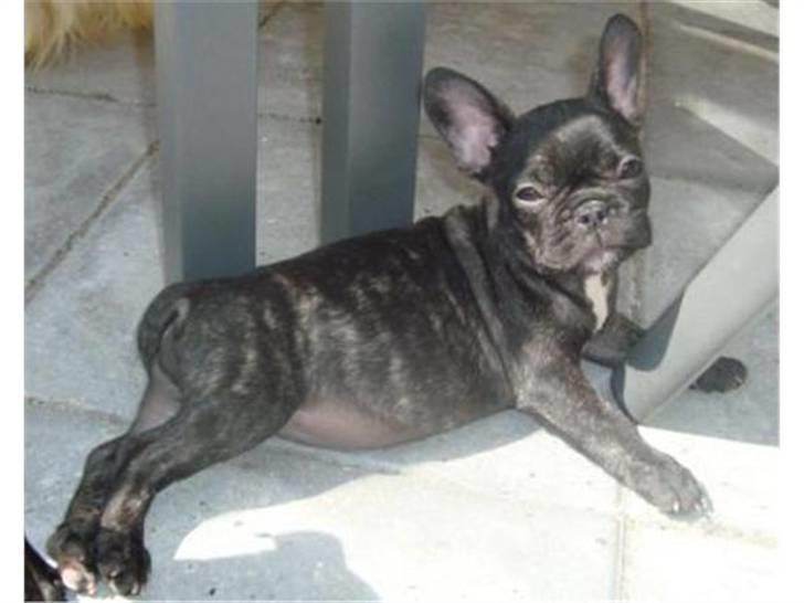 Fransk bulldog Emma billede 3