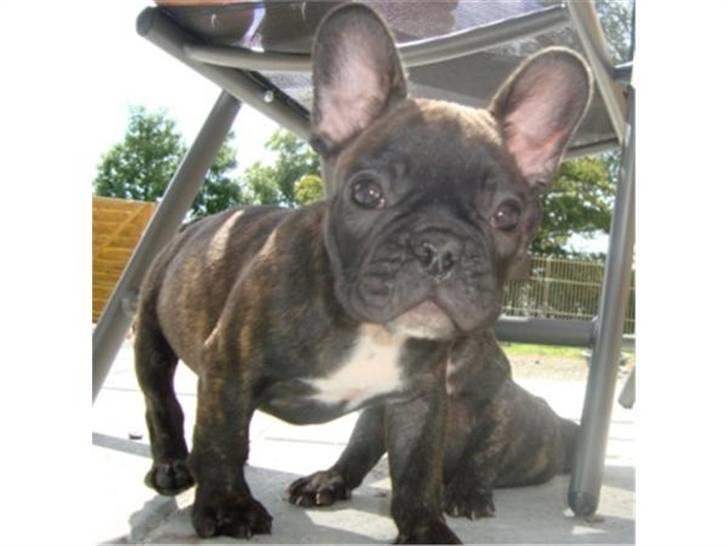 Fransk bulldog Emma billede 4
