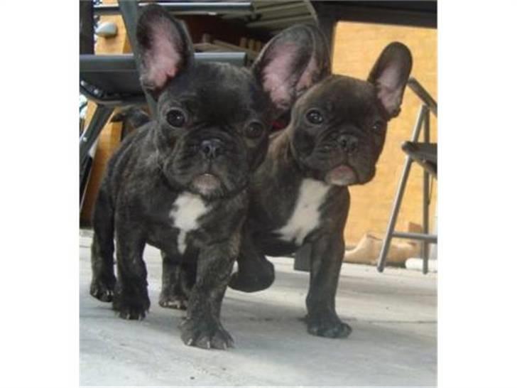 Fransk bulldog Emma billede 5