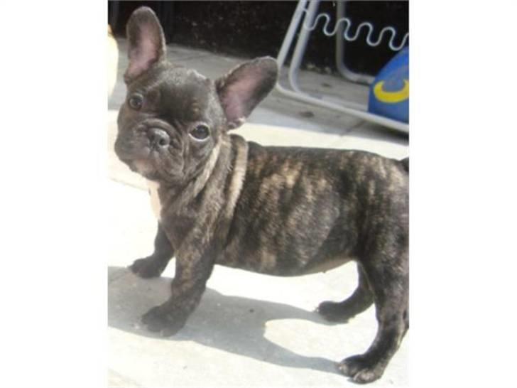 Fransk bulldog Emma billede 6