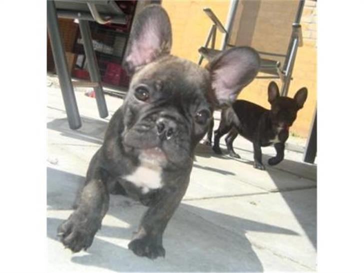 Fransk bulldog Emma billede 7