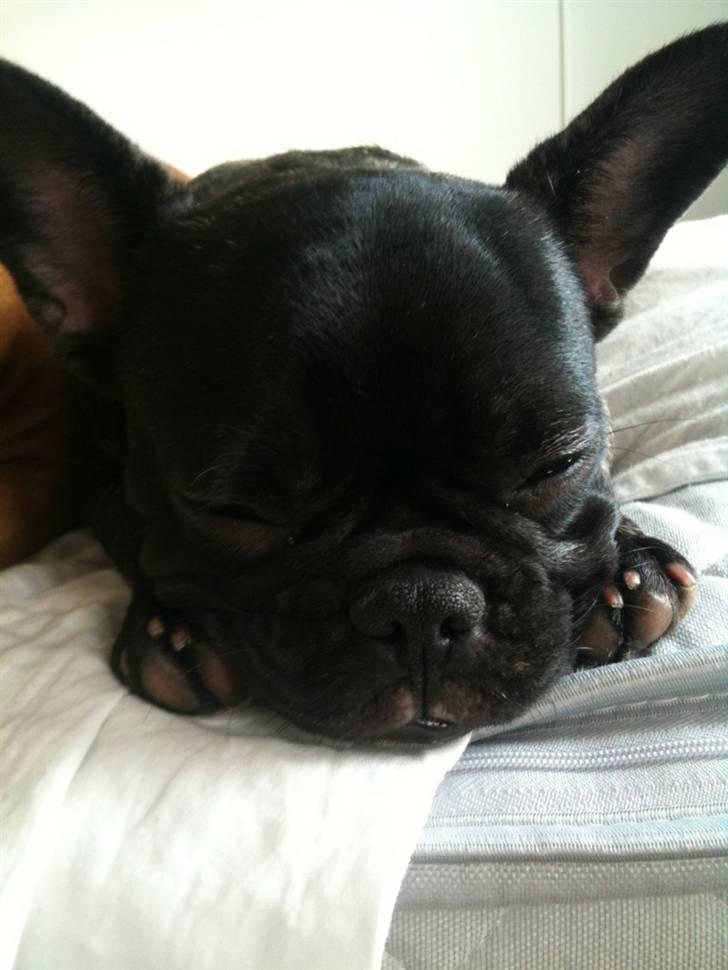 Fransk bulldog Emma billede 8