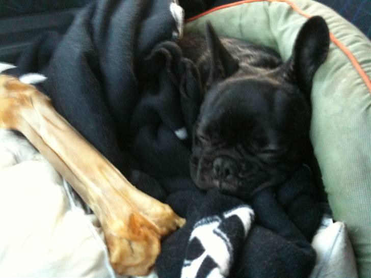 Fransk bulldog Emma billede 9