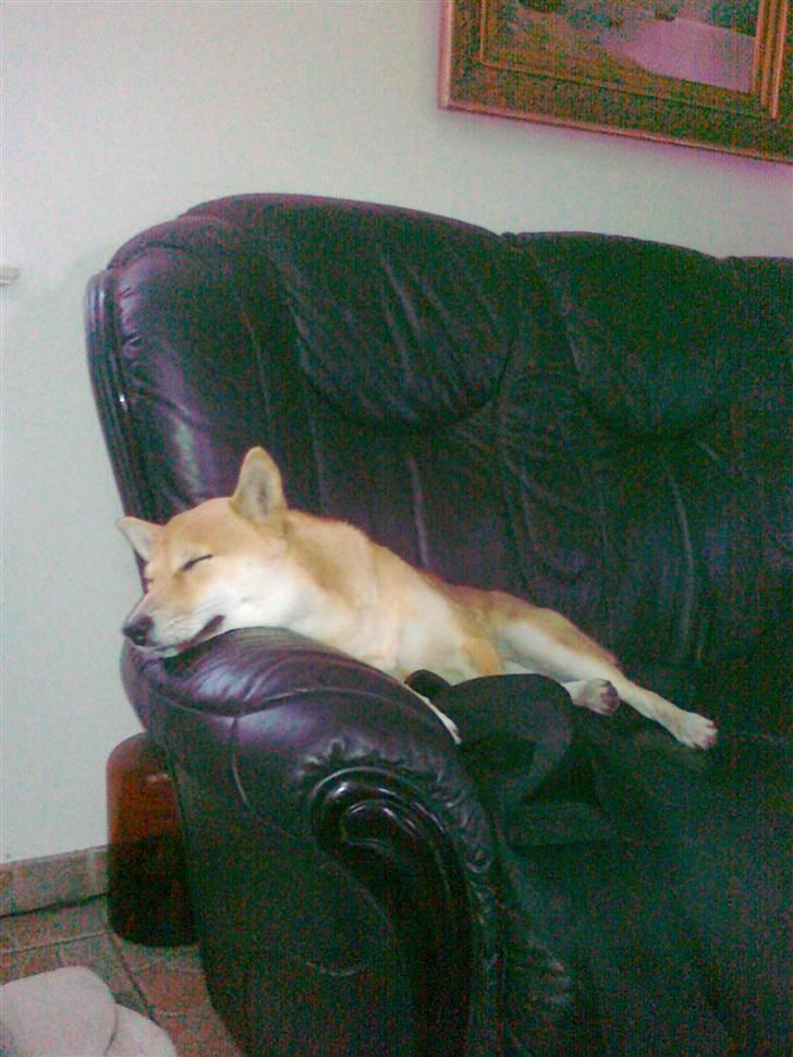 Shiba ZigZag's Shiva "Hidetoshi" billede 11