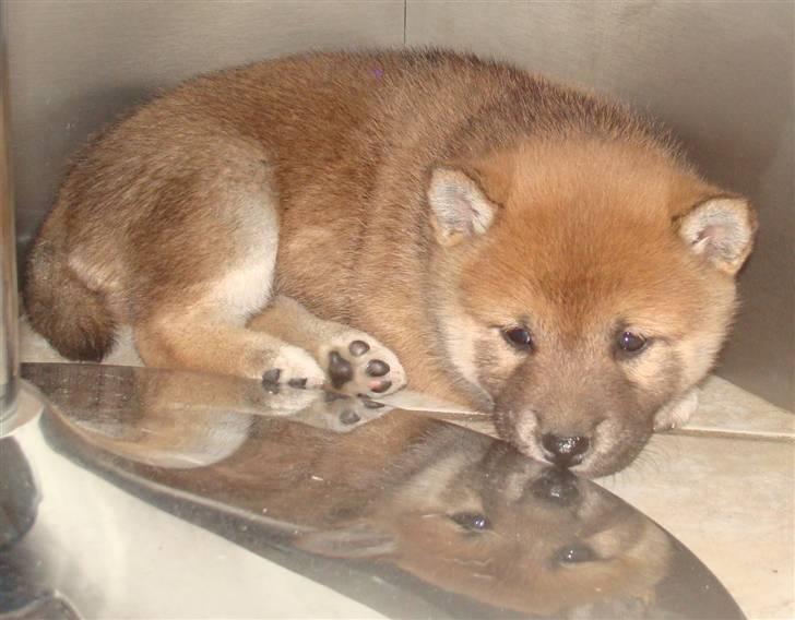 Shiba ZigZag's Shiva "Hidetoshi" - Smukke pige :) <3 billede 12