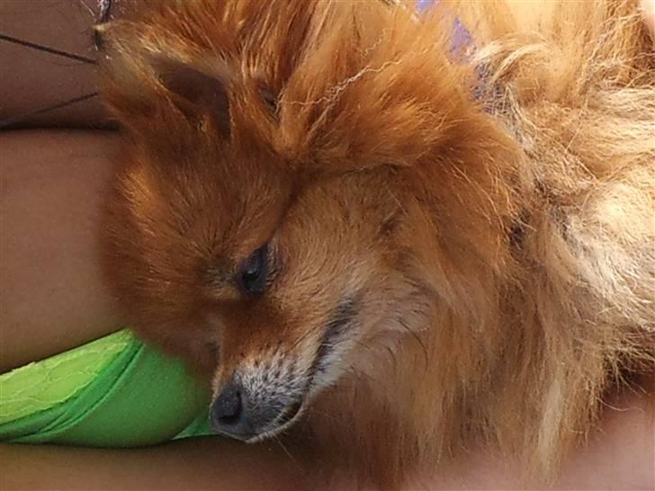 Pomeranian Tarzan billede 1